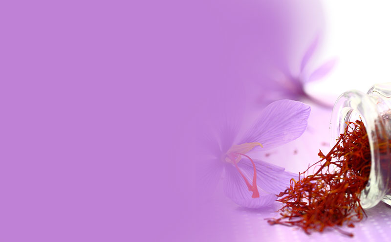 Flor de azafrán con hebras de azafrán calidad Superior de Marosa Saffron, especialistas en venta de azafrán español